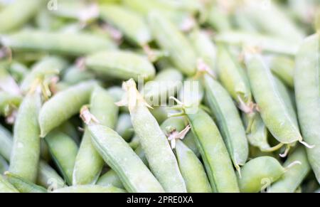 Viele grüne Erbsen. Ungeschälte junge grüne Erbsen aus der Nahaufnahme. Grüner Hintergrund. Gesunde und umweltfreundliche Lebensmittel. Vegetarische Gerichte. Gemüseernte. Schöne Nahaufnahme von frischen Erbsen und Erbsenschoten. Stockfoto