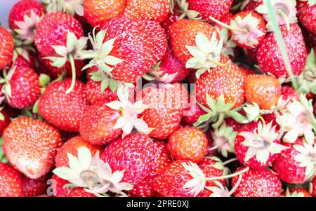 Erdbeer-Hintergrund. Hintergrund für Speiseobst. Frische Bio-Beeren Makro. Sommer frisch gepflückte rote Beeren. Ein Haufen leckerer roter Erdbeeren. Kopierbereich, flach liegend, Draufsicht. Stockfoto