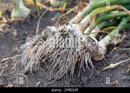 Junger Knoblauch mit Wurzeln auf Gartenboden. Sammlung von Lyubascha-Knoblauch im Garten. Landwirtschaftliches Knoblauchfeld. Frisch gepflücktes Gemüse, Konzept des ökologischen Landbaus. Organischer Knoblauch. Stockfoto