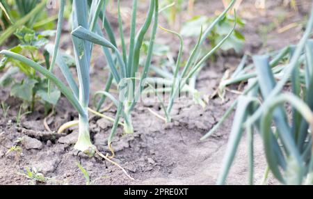 Zwiebeln werden auf dem Boden in Parzellen angebaut. Reihen auf dem Feld im landwirtschaftlichen Garten. Landschaft im Sommer. Zwiebelpflanzen wachsen auf dem Feld, Nahaufnahme. Zwiebelproduktionsfeld, Anbauverfahren. Stockfoto