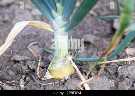 Zwiebeln werden auf dem Boden in Parzellen angebaut. Reihen auf dem Feld im landwirtschaftlichen Garten. Landschaft im Sommer. Zwiebelpflanzen wachsen auf dem Feld, Nahaufnahme. Zwiebelproduktionsfeld, Anbauverfahren. Stockfoto