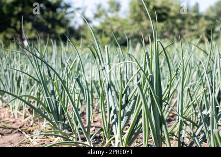 Zwiebeln werden auf dem Boden in Parzellen angebaut. Reihen auf dem Feld im landwirtschaftlichen Garten. Landschaft im Sommer. Zwiebelpflanzen wachsen auf dem Feld, Nahaufnahme. Zwiebelproduktionsfeld, Anbauverfahren. Stockfoto