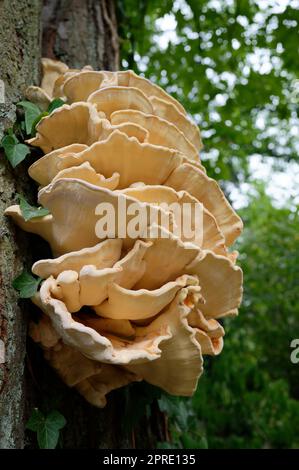 Laetiporus sulfureus Schwefel Schelfeis oder Huhn des Waldes, das aus einem Baumspalt im Park wächst Stockfoto