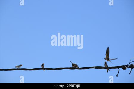 Schwalbenschule: Insekten im Flug schnappen und dann an die jungen Schwalben verfüttern, Provinz Alicante, Costa Blanca, Spanien Stockfoto