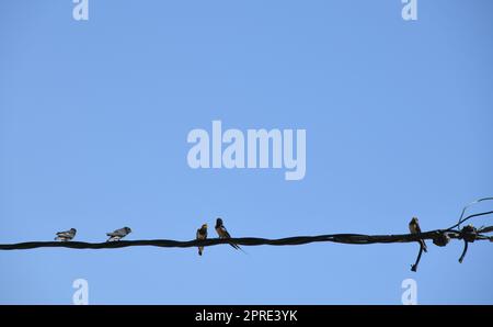 Schwalbenschule: Insekten im Flug schnappen und dann an die jungen Schwalben verfüttern, Provinz Alicante, Costa Blanca, Spanien Stockfoto