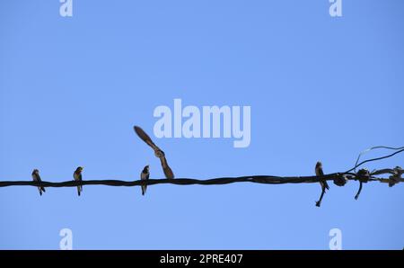 Schwalbenschule: Insekten im Flug schnappen und dann an die jungen Schwalben verfüttern, Provinz Alicante, Costa Blanca, Spanien Stockfoto