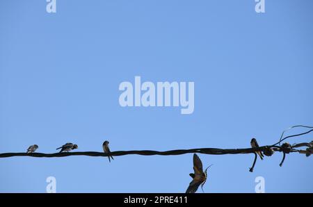 Schwalbenschule: Insekten im Flug schnappen und dann an die jungen Schwalben verfüttern, Provinz Alicante, Costa Blanca, Spanien Stockfoto