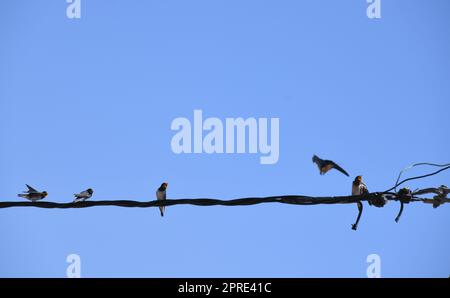 Schwalbenschule: Insekten im Flug schnappen und dann an die jungen Schwalben verfüttern, Provinz Alicante, Costa Blanca, Spanien Stockfoto