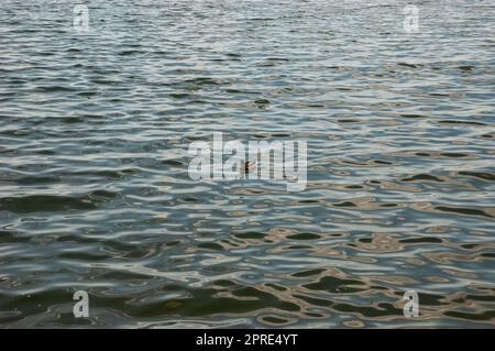 Eine wilde Ente schwimmt auf dem Wasser mit feinen Wellen Stockfoto