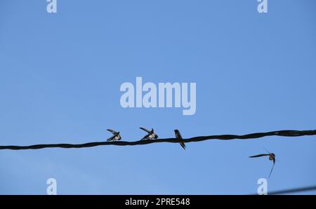 Schwalbenschule: Insekten im Flug schnappen und dann an die jungen Schwalben verfüttern, Provinz Alicante, Costa Blanca, Spanien Stockfoto