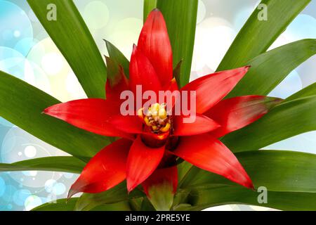 Nahaufnahme einer natürlichen schönen roten Bromelien, die auf einem abstrakten hellblau-gelben Hintergrund aufblühen. (Guzmania ligulata). Makro. Kartenkonzept. Stockfoto