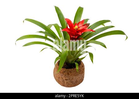Nahaufnahme einer Bromeliad-Pflanze (Guzmania) in einem Kokospalmentopf, isoliert auf weißem Hintergrund. Beschneidungspfad. Makro. Bromelie mit roter Blüte. Stockfoto