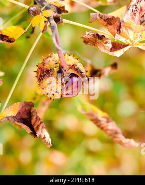 Esskastanien, Samen mit Rosskastanienkapsel (Aesculus hippocastanum) Stockfoto