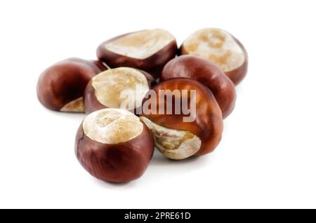 Esskastanien, Samen mit Rosskastanienkapsel (Aesculus hippocastanum) Stockfoto