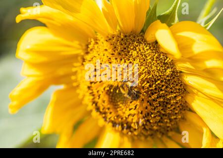 Biene auf blühender Sonnenblume. Stockfoto