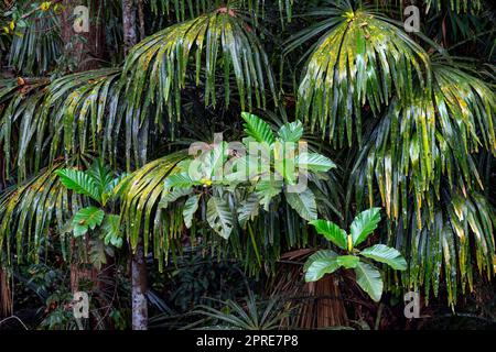 Fantastische Pflanzen im tropischen Regenwald, Sabah, Borneo, Malaysia. Stockfoto