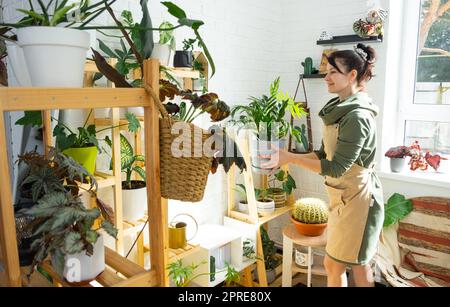 Unprätentiöse und beliebte Zamiokulkas in den Händen einer Frau im Inneren eines grünen Hauses mit Regal-Sammlungen von einheimischen Pflanzen. Eigenernte Stockfoto