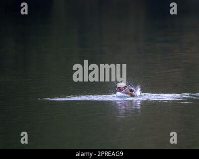 Mandarin-Ente flattert im Wasser Stockfoto