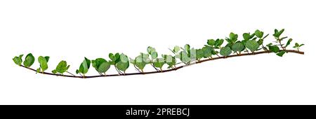 Blattrebe isoliert auf weißem Hintergrund Stockfoto