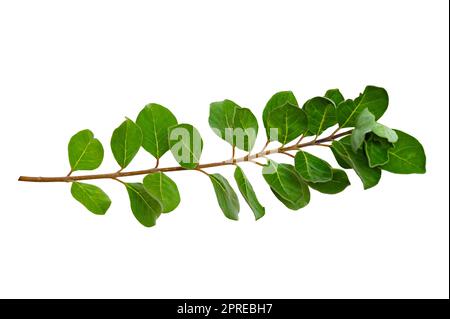 Blattrebe isoliert auf weißem Hintergrund Stockfoto
