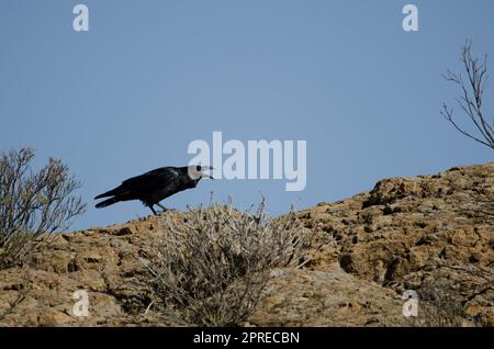 Kanarische Inseln Rabe Corvus corax canariensis Calling. Cruz de Pajonales. Der Nublo Rural Park. Tejeda. Gran Canaria. Kanarische Inseln. Spanien. Stockfoto