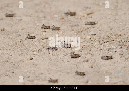 Nymphen der marokkanischen Heuschrecke Dociostaurus maroccanus. Cruz de Pajonales. Integral Natural Reserve von Inagua. Tejeda. Gran Canaria. Kanarische Inseln. Spanien. Stockfoto