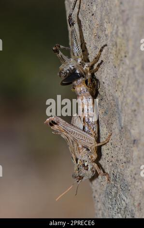 Nymphe der marokkanischen Heuschrecke Dociostaurus maroccanus im Häutungsprozess. Pajonales. Reserve von Inagua. Tejeda. Gran Canaria. Kanarische Inseln. Spanien. Stockfoto