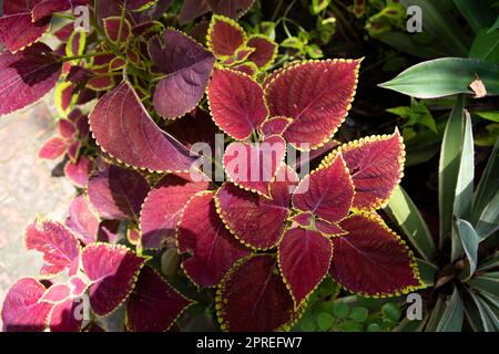 Coleus Pflanzen bunte Blätter. Verschiedene Sorten von Coleus-Pflanzenblättern Stockfoto