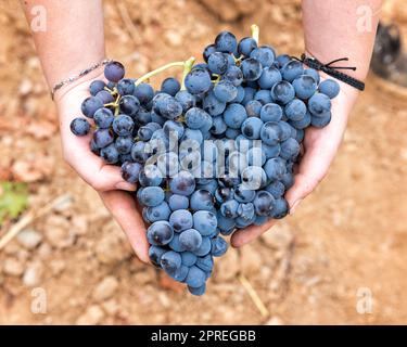 Cannonau-Trauben. Die junge Frau hält frisch gepflückte Trauben in der Hand. Traditionelle Landwirtschaft. Sardinien. Stockfoto