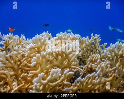 Wunderschöne hellgelbe Korallen mit kleinen bunten Fischen und blauem Wasser Stockfoto