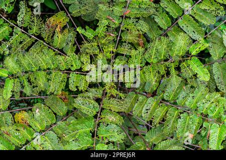 Fantastische Pflanzen im tropischen Regenwald, Sabah, Borneo, Malaysia. Stockfoto