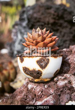 Kleine saftige Pflanze auf rostigem Metalltopf im Kaktusgarten mit vulkanischem Boden. La Palma, Kanarische Insel, Spanien. Stockfoto