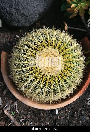 Goldfass-Kaktus oder Schwiegermutter-Sitz, stacheliger, runder Kaktus in einem alten Blumentopf in einem Garten auf der Vulkaninsel La Palma auf dem kanarischen Spanien Stockfoto