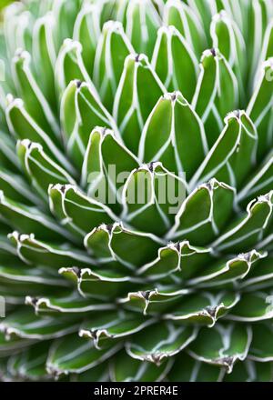 Natürlicher Hintergrund mit abstraktem Muster der Agavenpflanze aus dem Victoria Jahrhundert, bekannt für ihre weißen Streifen auf skulpturierten geometrischen Blättern. Stockfoto