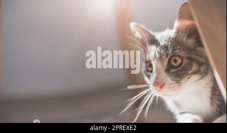 Kleines graues Kätzchen versteckt sich hinter den Möbeln. Stockfoto