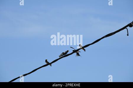 Schwalbenschule: Insekten im Flug schnappen und dann an die jungen Schwalben verfüttern, Provinz Alicante, Costa Blanca, Spanien Stockfoto