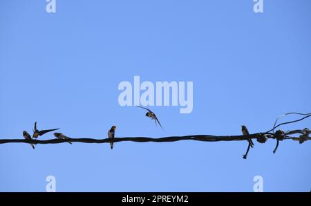 Schwalbenschule: Insekten im Flug schnappen und dann an die jungen Schwalben verfüttern, Provinz Alicante, Costa Blanca, Spanien Stockfoto