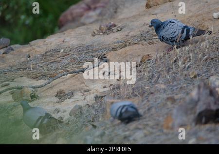 Kanarische Felstauben Columba livia canariensis. Integral Natural Reserve von Inagua. Gran Canaria. Kanarische Inseln. Spanien. Stockfoto