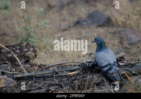 Kanarische Taube Columba livia canariensis. Integral Natural Reserve von Inagua. Gran Canaria. Kanarische Inseln. Spanien. Stockfoto