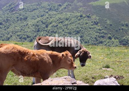 Schöne Tiere verschiedener Art Vielfalt Natur Beispiel des Lebens Stockfoto