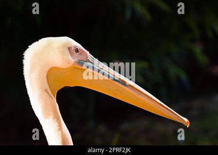 Weißer Pelikan auf schwarzem Hintergrund Stockfoto