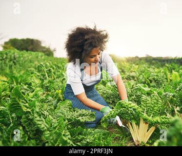 Es war eine gute Saison für Spinat. Eine attraktive junge Bäuerin, die auf den Feldern arbeitet. Stockfoto