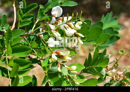 Weiße Blüten von Robinia pseudoacacia (Latin Robinia pseudoacacia) oder weißer Akacia Stockfoto