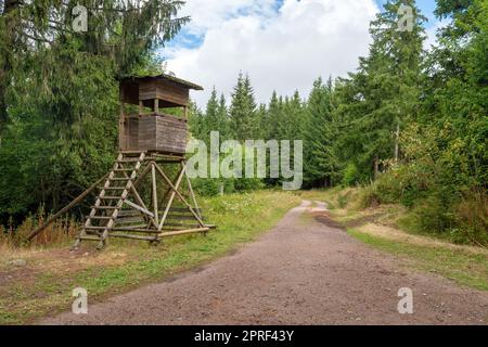 Hohe Huntsman-Sitzplätze am Waldrand vor einer Wiese mit grünem Hintergrund Stockfoto