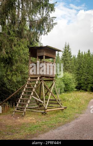 Hohe Huntsman-Sitzplätze am Waldrand vor einer Wiese mit grünem Hintergrund Stockfoto