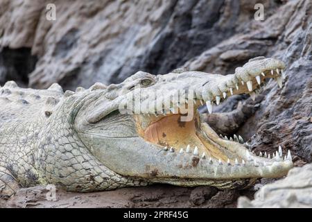 Amerikanisches Krokodil, Crocodylus acutus, Rio Tarcoles, Costa Rica Tierwelt Stockfoto