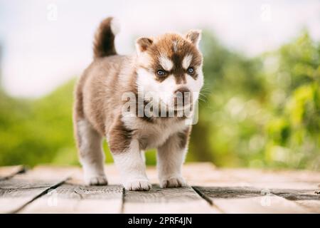 Der vierwöchige Husky-Welpe in weiß-brauner Farbe steht auf Holzboden. Stockfoto