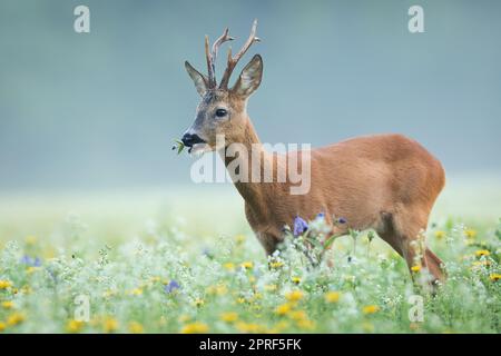 Reh-Rehbock grast auf blühenden Blumenern auf einer Wiese mit Nebel im Hintergrund. Stockfoto
