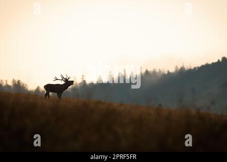 Silhouette eines Rothirsches, der am Horizont mit Himmel im Hintergrund brüllt Stockfoto