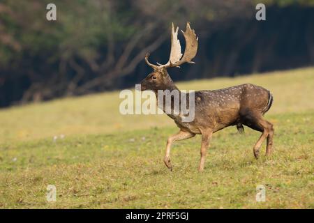 Damhirsche wandern auf grünem Feld in herbstlicher Natur Stockfoto